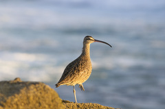 Numenius phaeopus