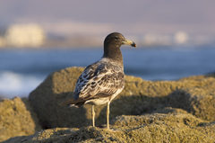 Larus belcheri