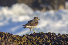 Calidris virgata