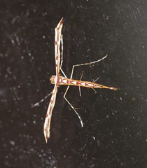 Cosmoclostis aglaodesma