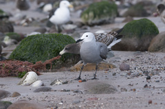 Leucophaeus modestus