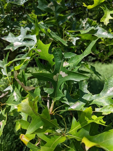 Oak Skeletonizer Moth photo 4