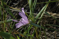 Lygodesmia juncea