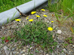 Pilosella flagellaris