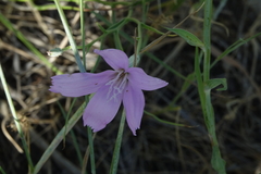 Lygodesmia juncea