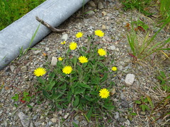 Pilosella flagellaris