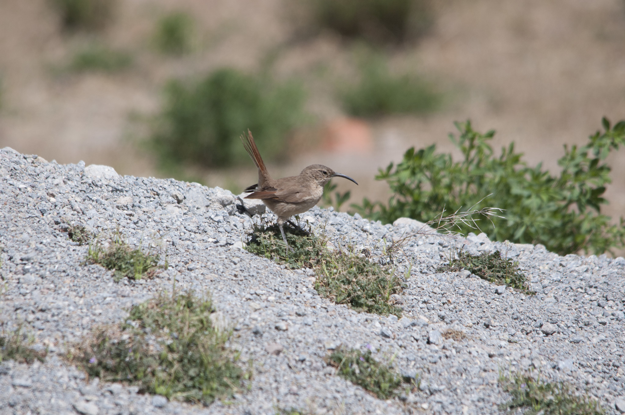 White-throated Earthcreeper (Upucerthia albigula), photo 10