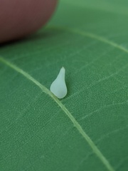 Caryomyia caryaecola