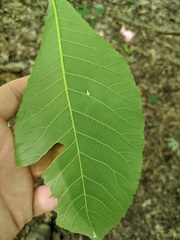 Caryomyia caryaecola