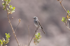 Ochthoeca leucophrys