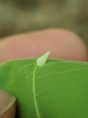 Caryomyia caryaecola