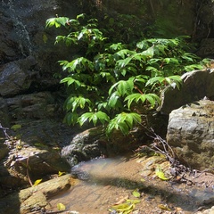 Elatostema