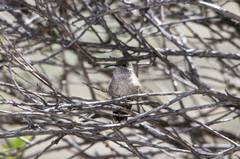Oreotrochilus estella