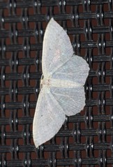 Poecilasthena pulchraria