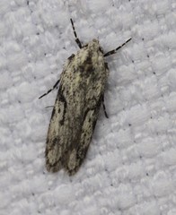 Stenoptena icmaea