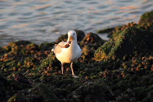 Gaviota argéntea europea (Larus argentatus)