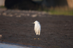 Egretta thula