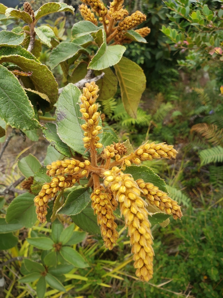 Clethra alexandri