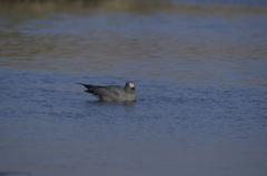 Leucophaeus modestus