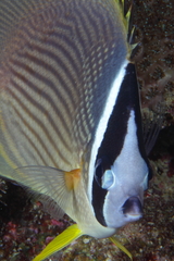 Chaetodon auripes