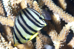 Chaetodon octofasciatus