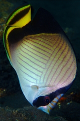 Chaetodon decussatus