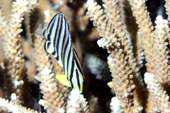 Chaetodon octofasciatus