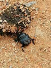 Dichotomius carolinus