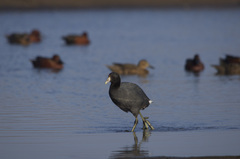 Fulica ardesiaca