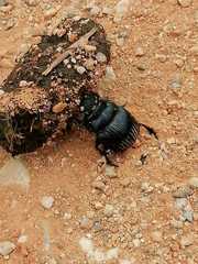 Dichotomius carolinus