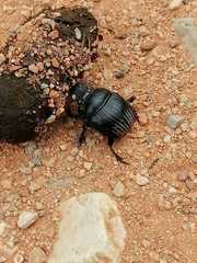 Dichotomius carolinus