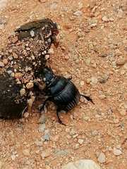 Dichotomius carolinus