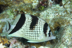 Chaetodon argentatus