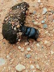 Dichotomius carolinus