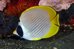 Chaetodon adiergastos