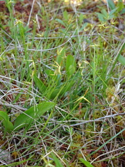 Carex pauciflora