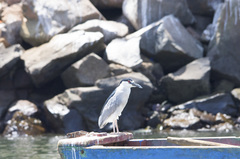 Nycticorax nycticorax