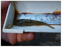 Gobiomorphus australis