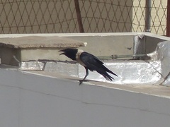 Corvus albus