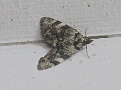 Heterochasta lasioplaca