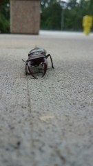 Lucanus elaphus