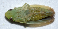 Memnonia leptalea