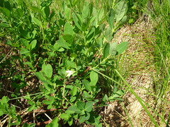 Lonicera villosa