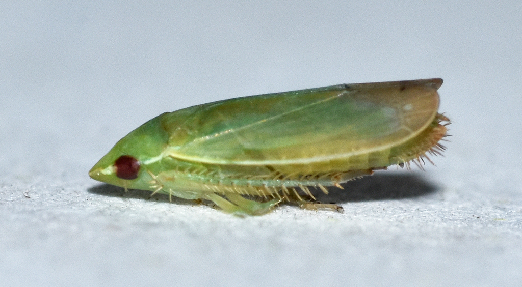 Memnonia leptalea