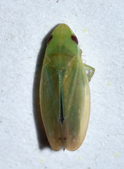 Memnonia leptalea
