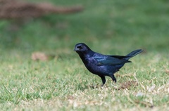 Molothrus bonariensis