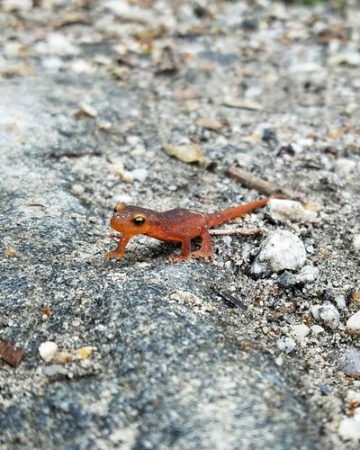 iNaturalist observation photo of Sierra Newt