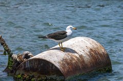 Larus belcheri