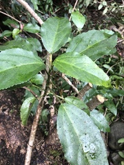 Dendrocnide photiniiphylla