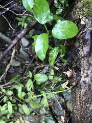 Dendrocnide photiniiphylla